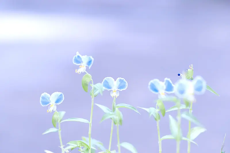 ツユクサ シロバナムラサキツユクサの花 - Humanoid K's diary