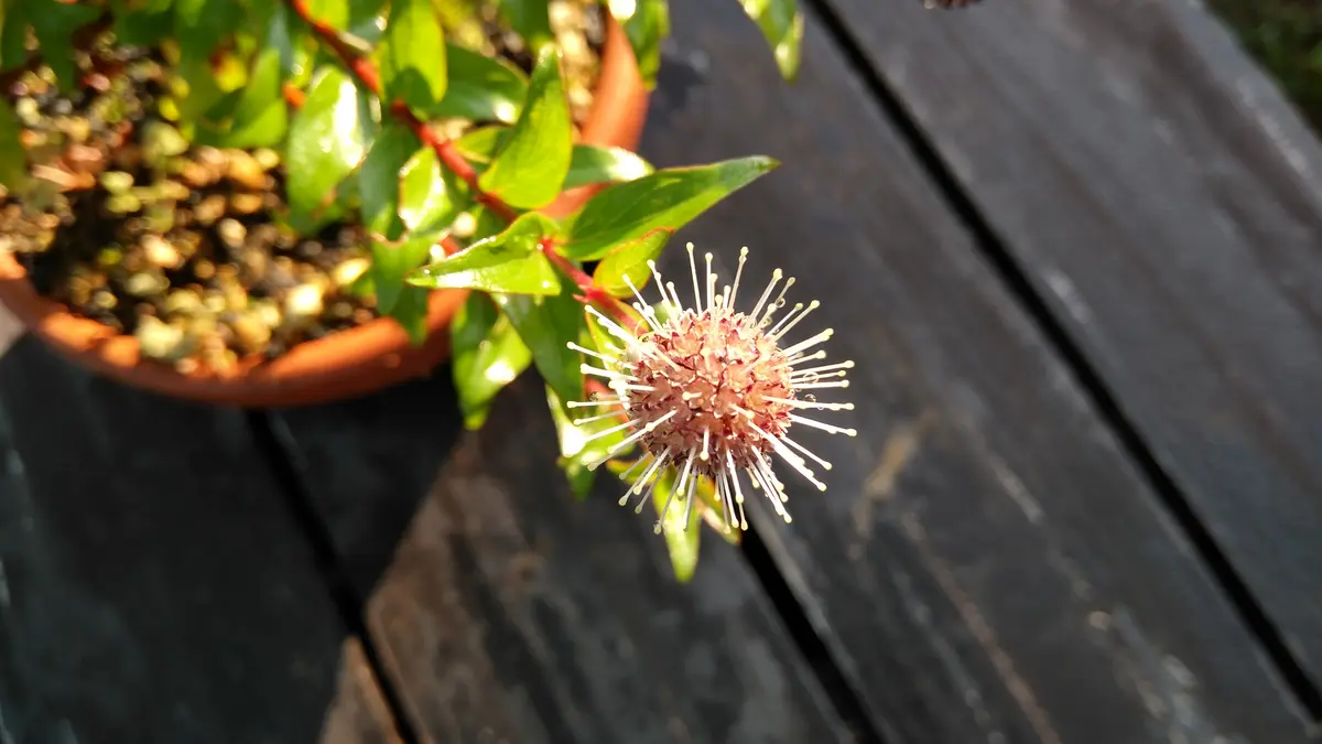 今年の初花-谷渡の木｜園芸日記byshinji70｜みんなの趣味の園芸｜982390