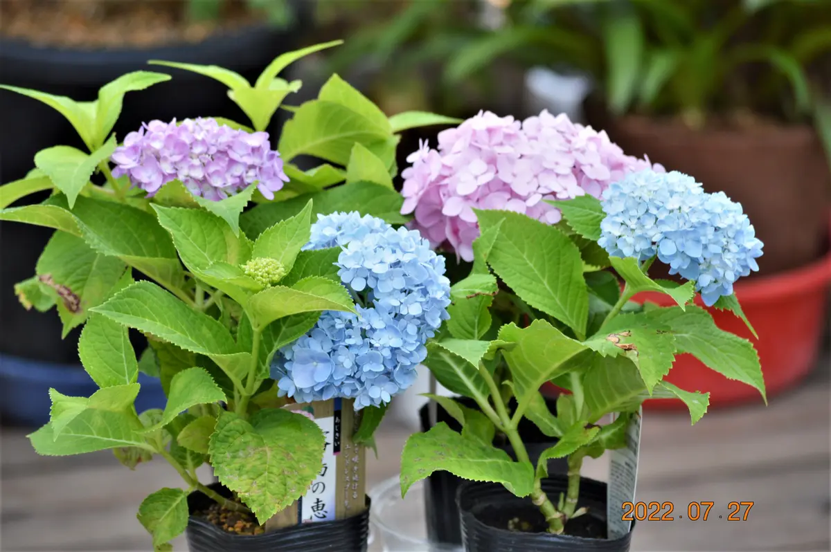 見切り品コーナーで買った紫陽花｜園芸日記by鹿せんべい｜みんなの趣味