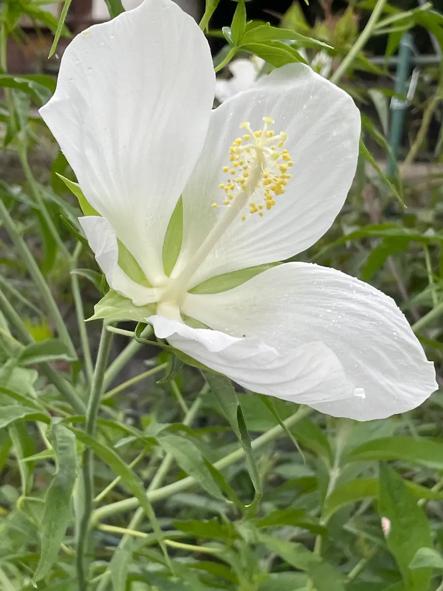 夏の白い花〔写真1枚目〕-園芸友ダチさんの日記｜みんなの趣味の園芸
