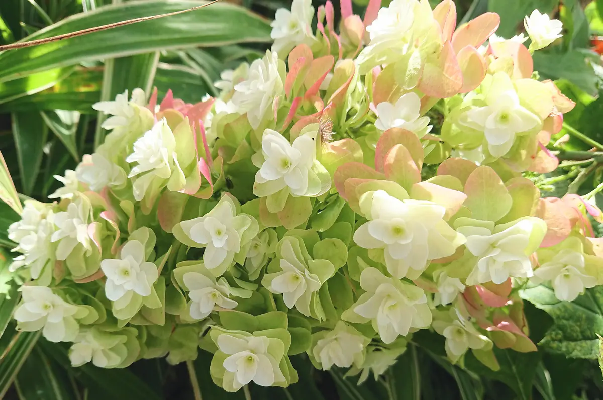 ころたんです ころたんの作り方 育て方｜ころたん｜タネ・苗・園芸用品・農業