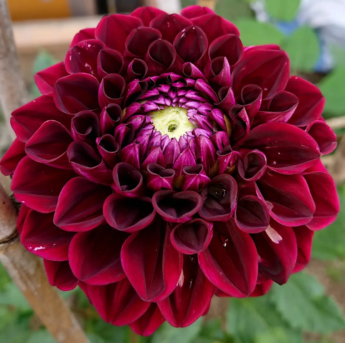 aochanさん専売ダリア球根 aochanさん専売ダリア球根 aochanさん専売ダリア球根 - メルカリ