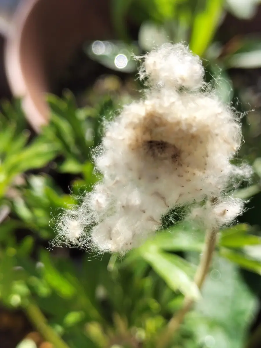 アネモネパルマータの種？｜園芸日記byyukisuke｜みんなの趣味の園芸