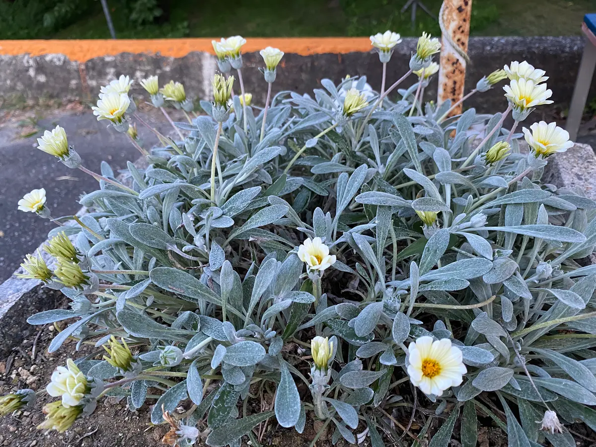 ガザニアシルバーフォックス12ポット ガザニアシルバーフォックス12