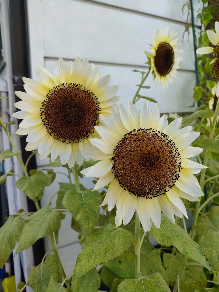ひまわり🌻ﾎﾜｲﾄﾅｲﾄ🌻開花中｜園芸日記byももぽん(旧ひろもも
