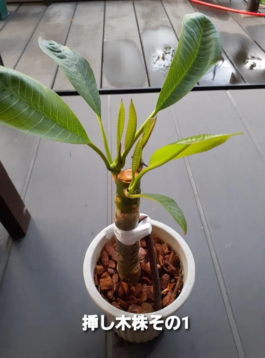 プルメリア　挿し木 プルメリアの挿し木｜🍀GreenSnap（グリーンスナップ）