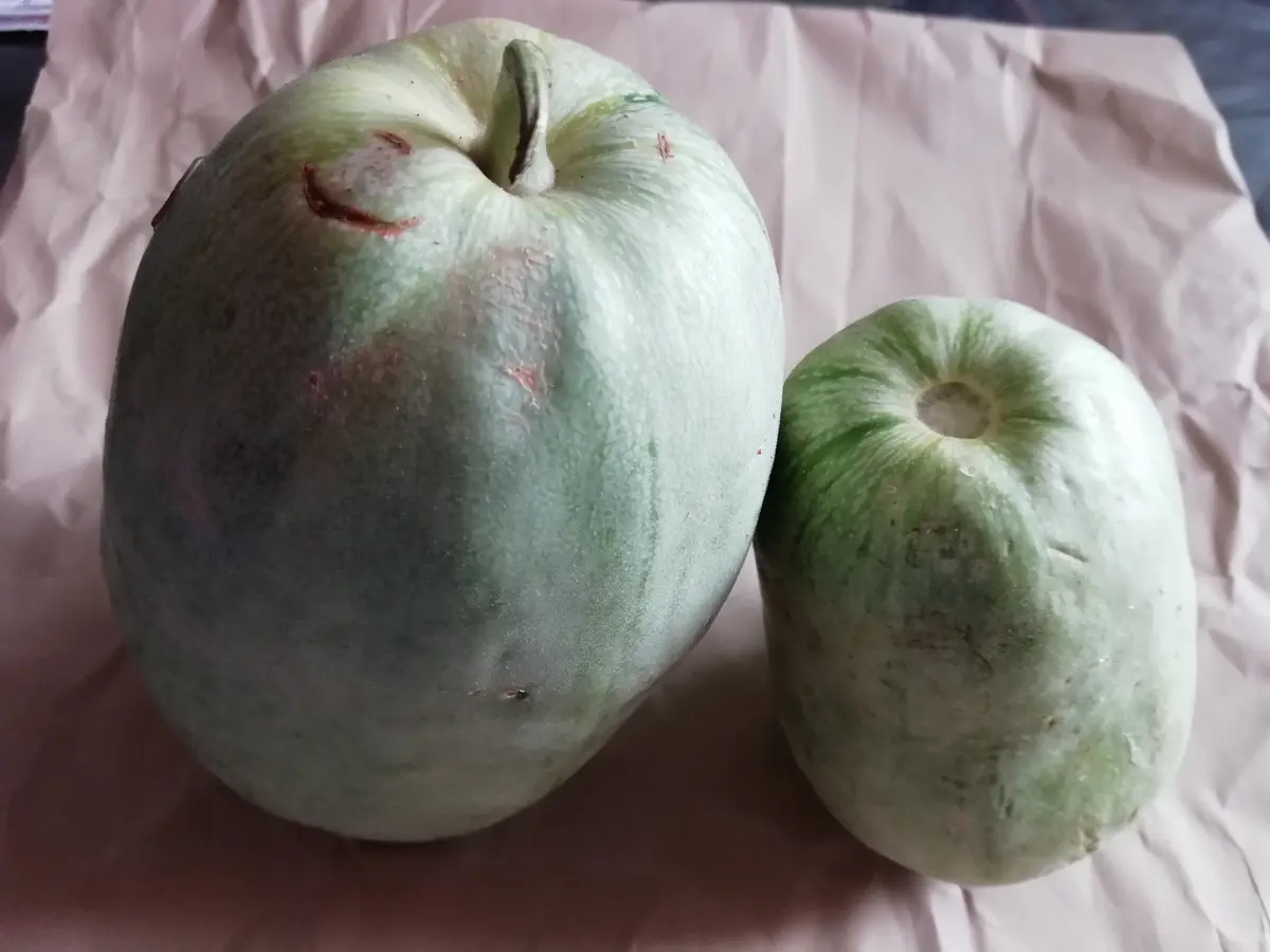 加古川 メロン 8kg 加古川メロン🍈大きさがこんなに違う😲｜園芸日記byラ・フランス