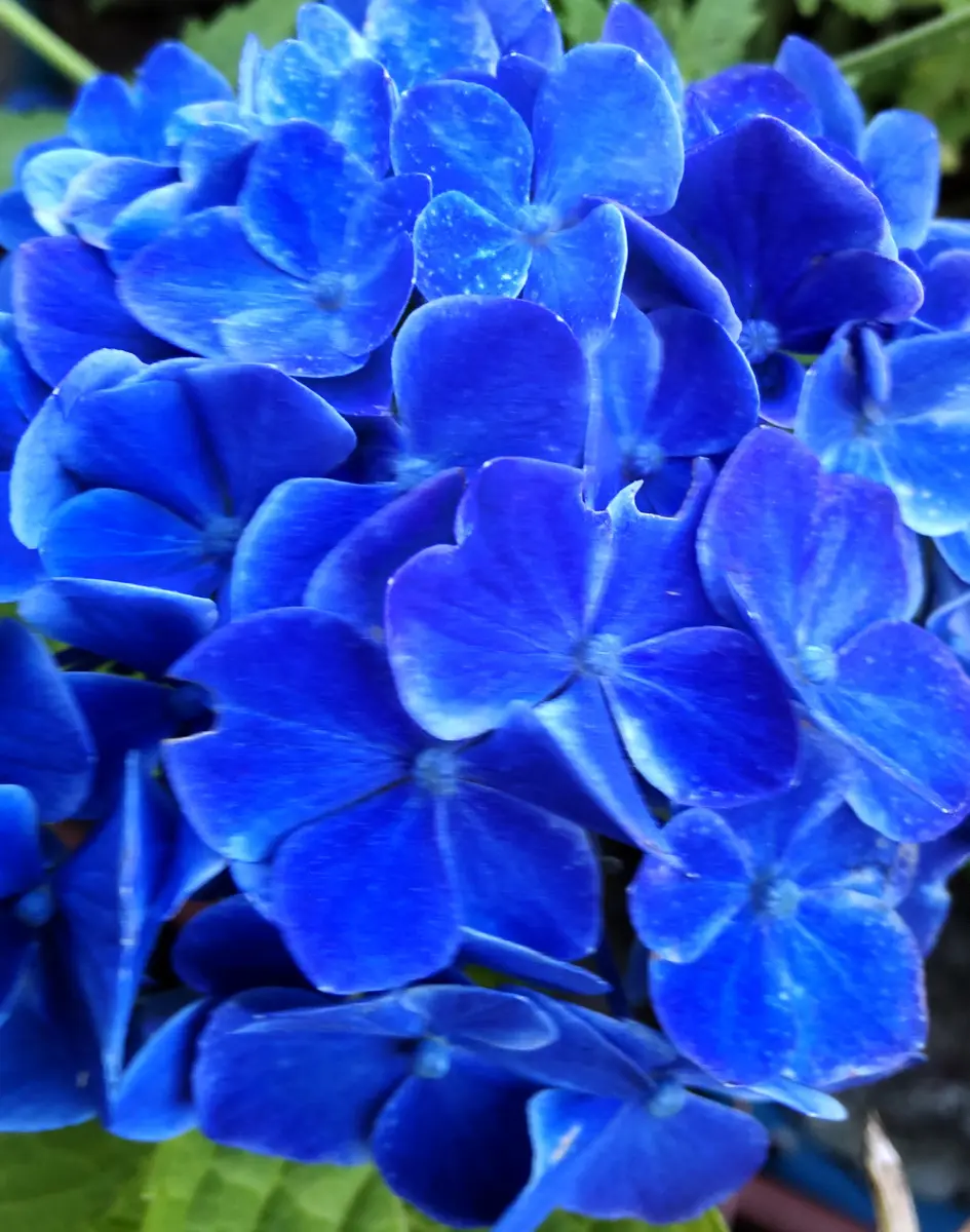 我が家の濃いブルーの紫陽花｜園芸日記byjictenko｜みんなの趣味の園芸 
