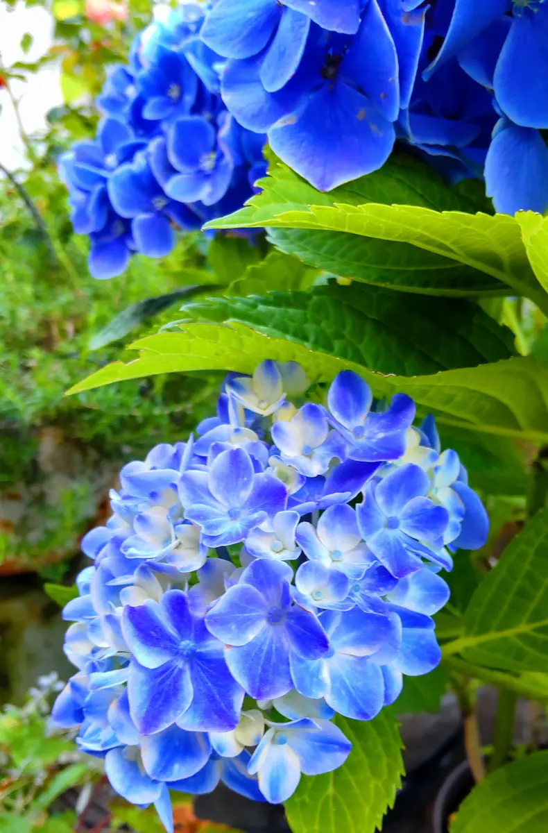 我が家の濃いブルーの紫陽花｜園芸日記byjictenko｜みんなの趣味の園芸 