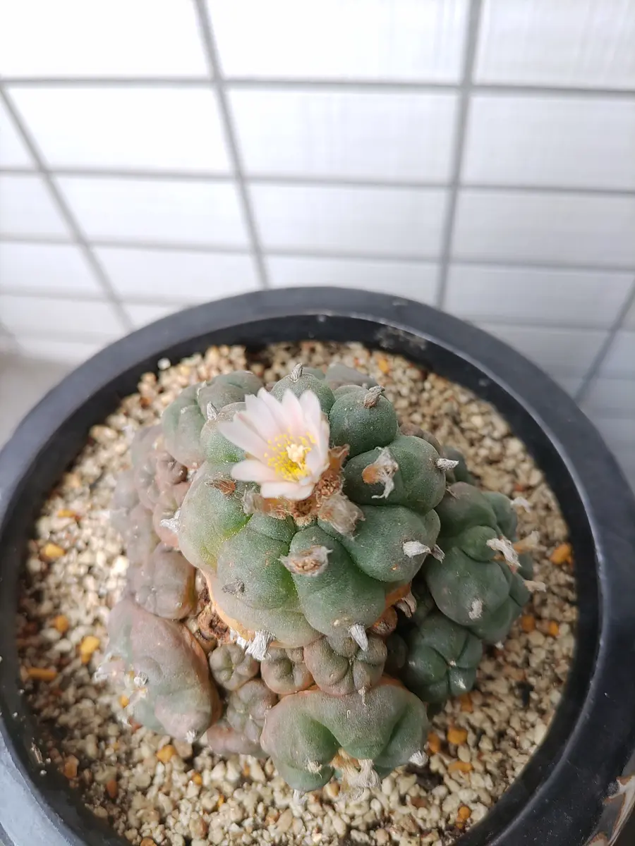 ロホホラ属翠冠玉×鳥羽玉♪の花が咲きました💠｜園芸日記