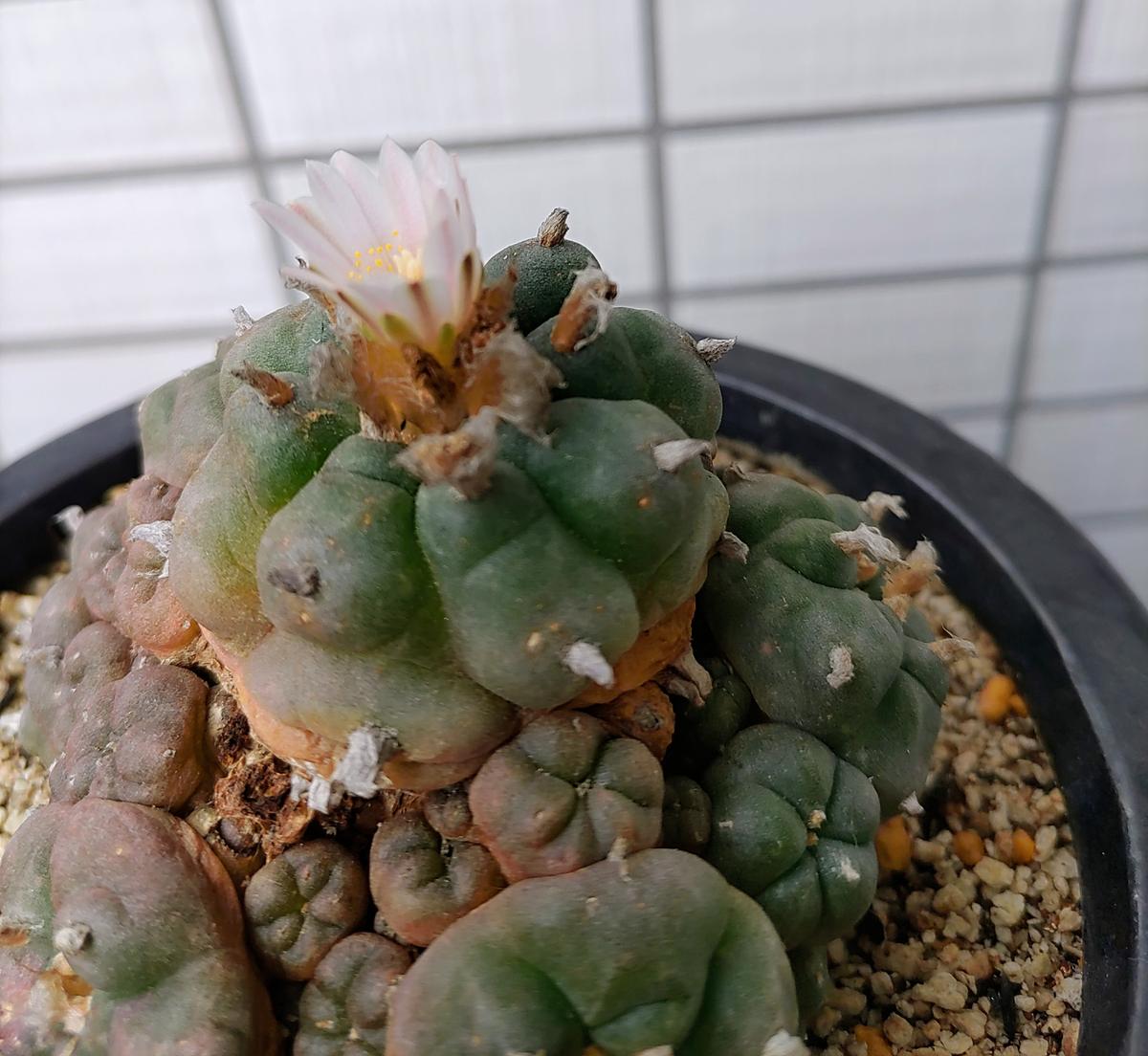 ロホホラ属翠冠玉×鳥羽玉♪の花が咲きました💠｜園芸日記bypianonmama 