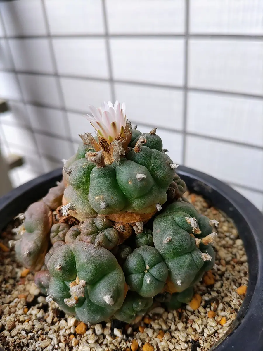 ロホホラ属翠冠玉×鳥羽玉♪の花が咲きました💠｜園芸日記