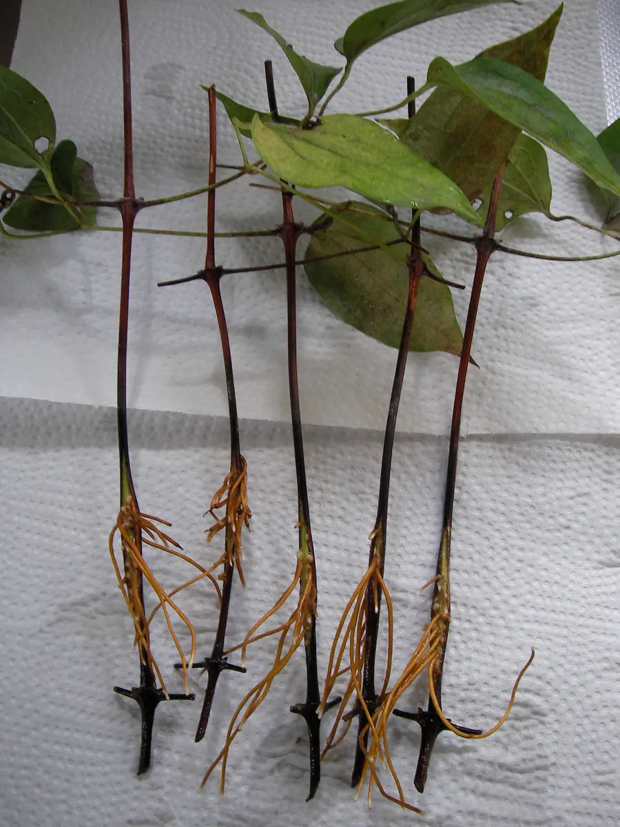 クレマチスの水挿し｜園芸日記bytomoko81｜みんなの趣味の園芸｜986092