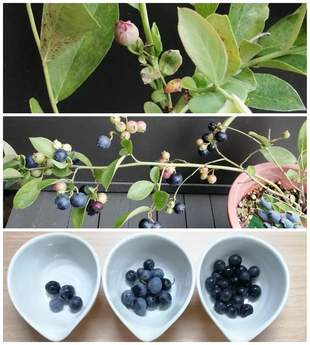 ブルーベリー・ホームベル🟣🌱😊｜園芸日記byBeeꕤ…˖*｜みんなの