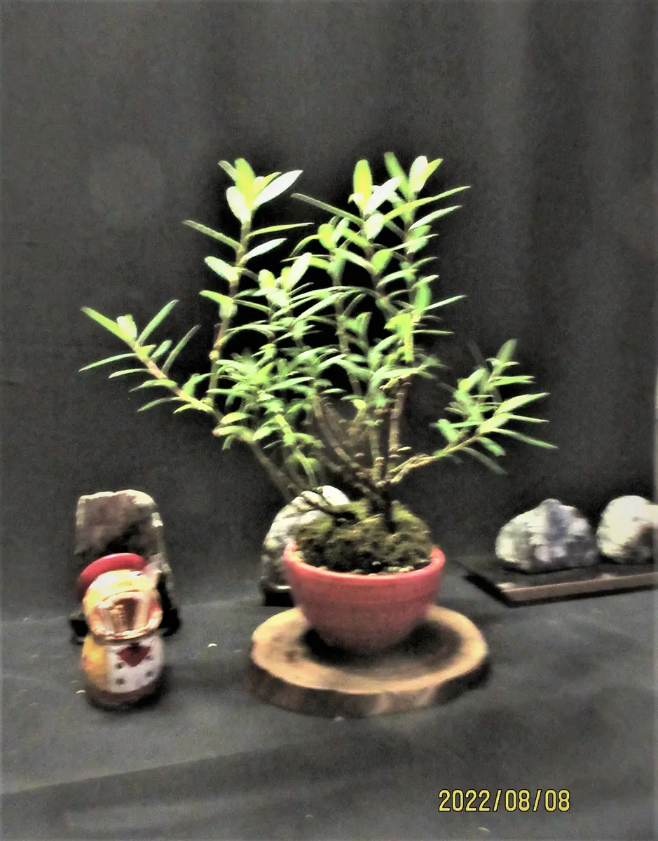 小盆栽『四万十ネコヤナギ』の剪定と挿木｜園芸日記bymeika｜みんなの