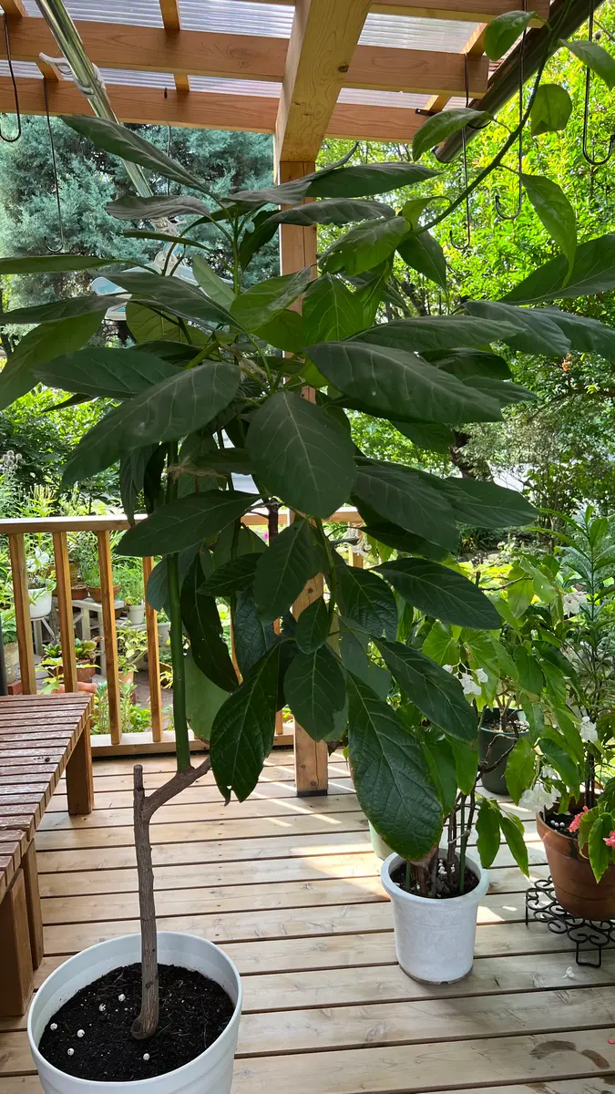 アボカドとコーヒーの木｜園芸日記by真深｜みんなの趣味の園芸｜987338