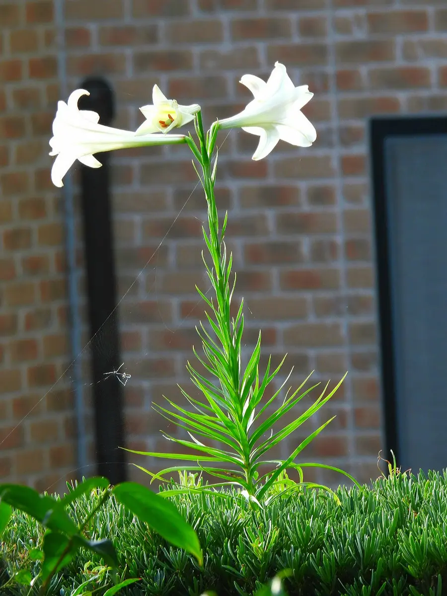 タカサゴユリ｜園芸日記bymurachan｜みんなの趣味の園芸｜987632