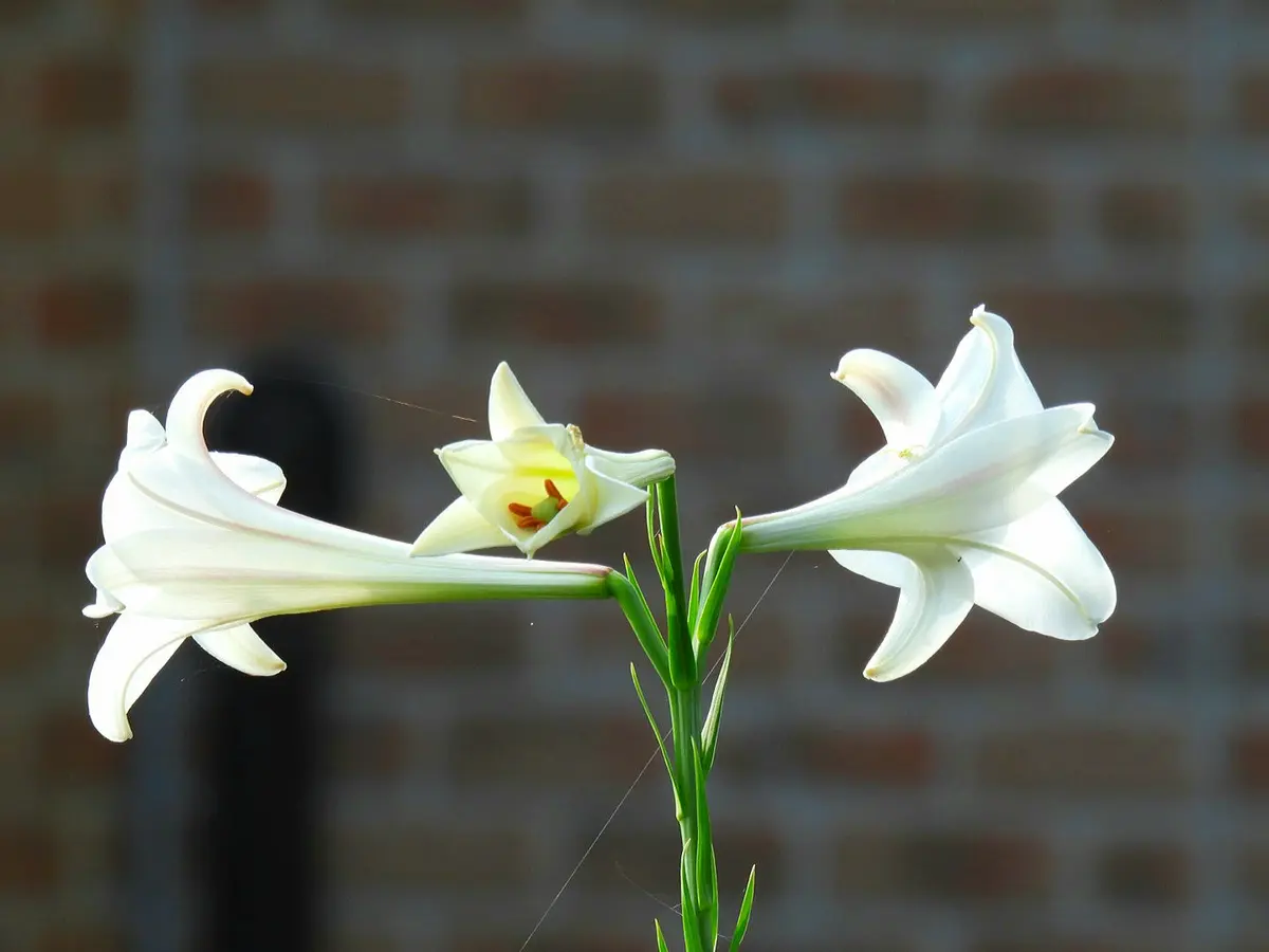 タカサゴユリ タカサゴユリ｜園芸日記bymurachan｜みんなの趣味の園芸｜987632