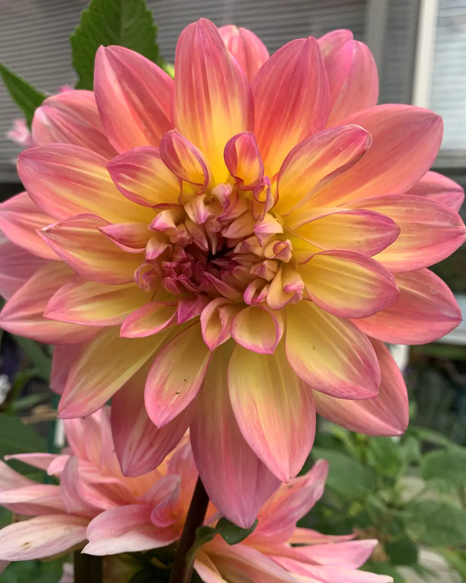 ダリアの二番花。｜園芸日記bymuraちゃん｜みんなの趣味の園芸