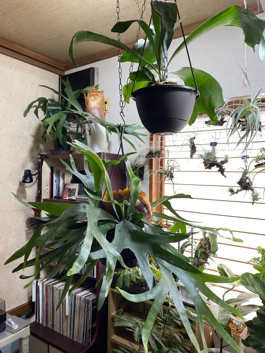 Loma　ビカクシダ 2点まとめ P.'Little kitty' （Mt. Lewis thin & dwarf）🌿 マウントルイス