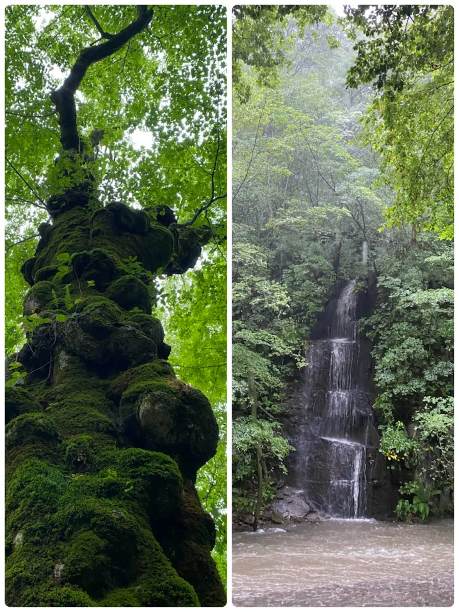 奥入瀬渓流 奥入瀬渓流 ｜東北の観光スポットを探す | 旅東北 - 東北の観光