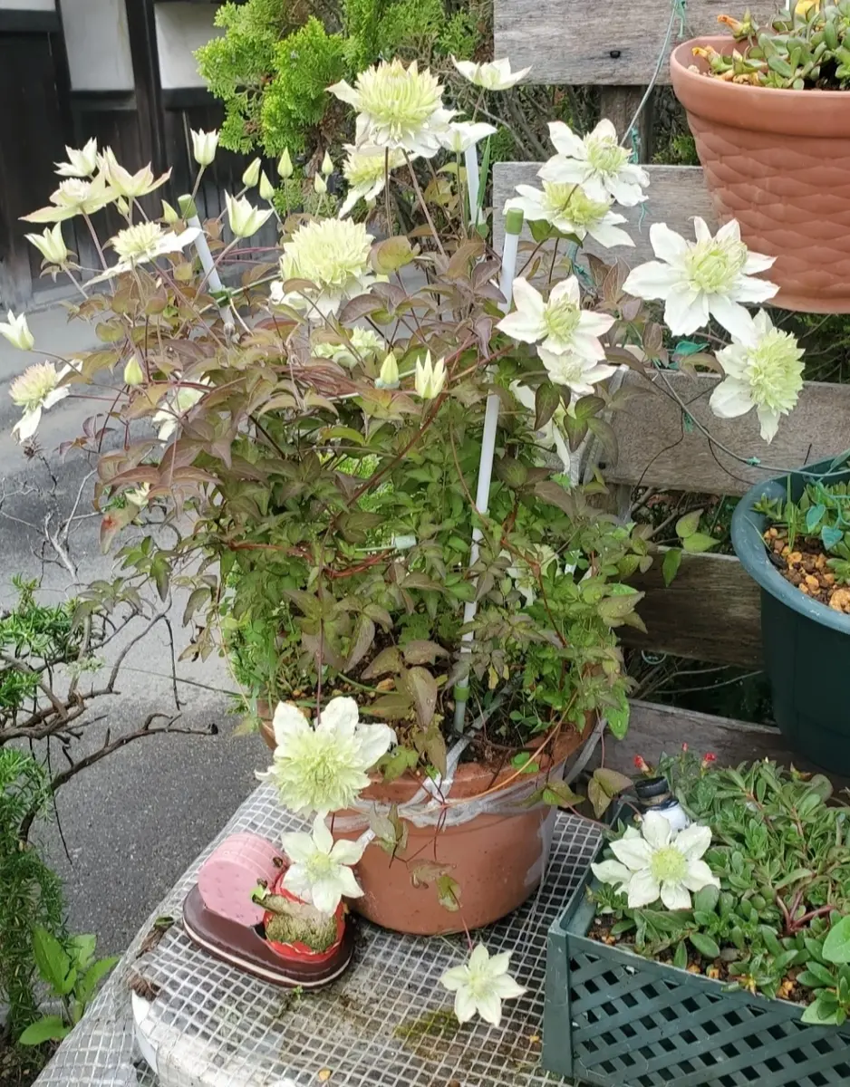 挿し木したクレマチス～*｜園芸日記byhanakon｜みんなの趣味の園芸｜988965