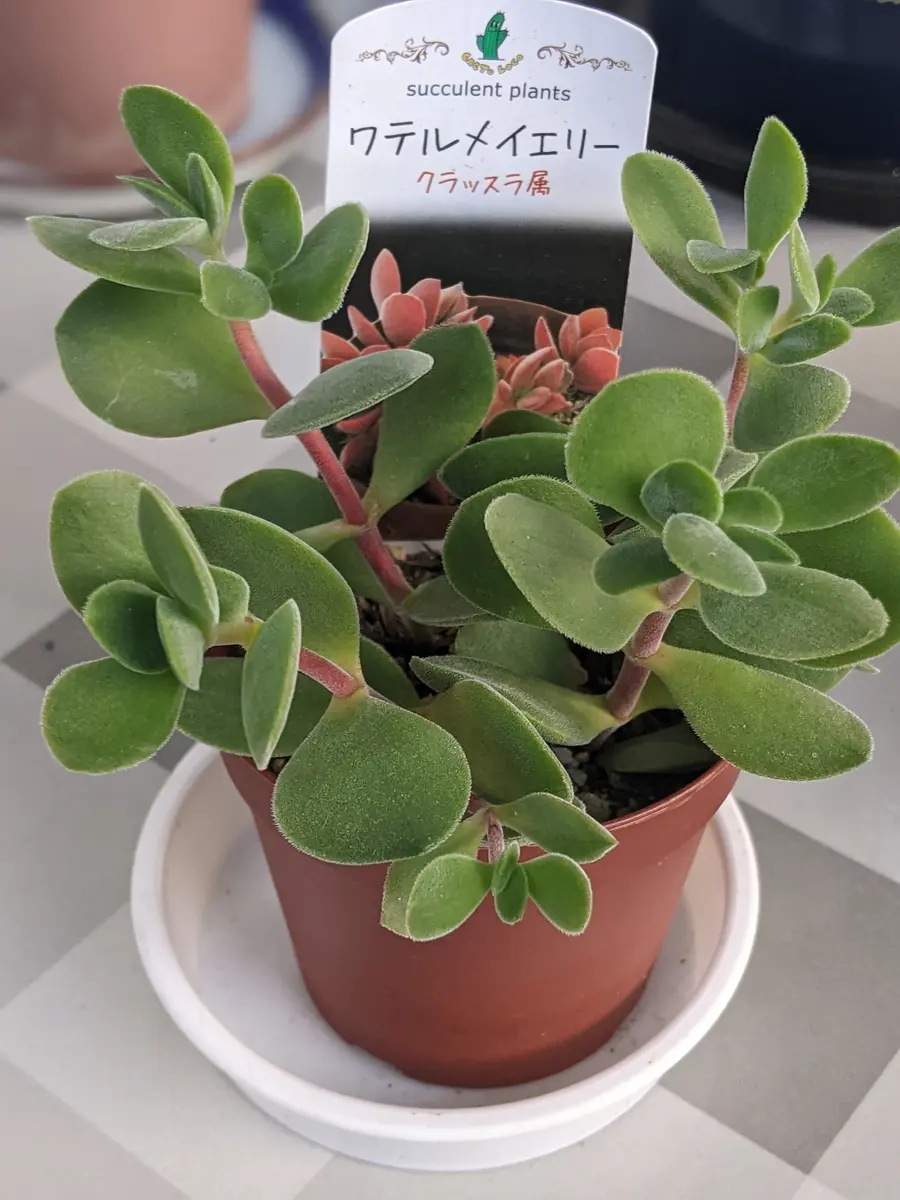 多肉植物　クラッスラ　ワテルメイエリー錦　3カット　根っこ出てきてます♡ 多肉植物 クラッスラ ワテルメイエリー錦 3カット 根っこ出てきてます