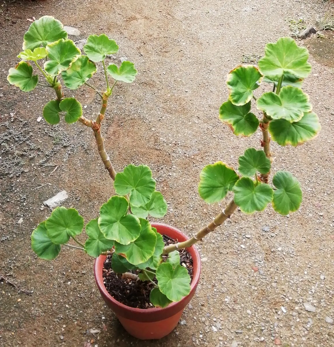 今花がないので 参考にしておきますゼラニウム3種 ゼラニウム：pac