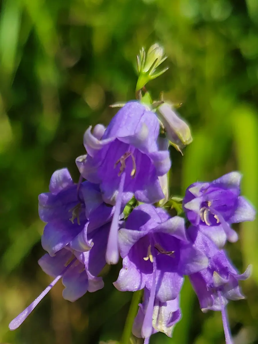 ツリガネニンジン(釣鐘人参)｜園芸日記byひなぼー｜みんなの趣味の園芸