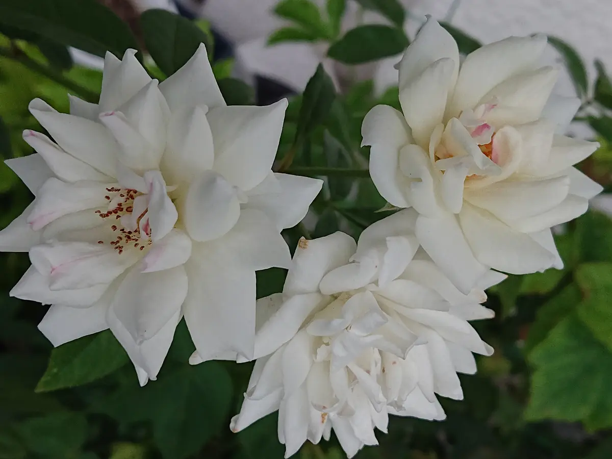 黄薔薇、紅薔薇、白薔薇🌹｜園芸日記byこっきぃ｜みんなの趣味の
