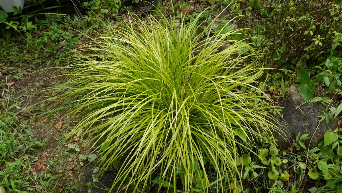 これって雑草～❔カレックス～❔｜園芸日記byshinji70｜みんなの趣味の