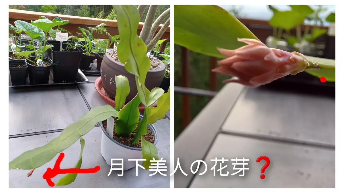 木立ち桃美人抜き苗 【公式通販】 木立ち桃美人抜き苗 【公式通販】