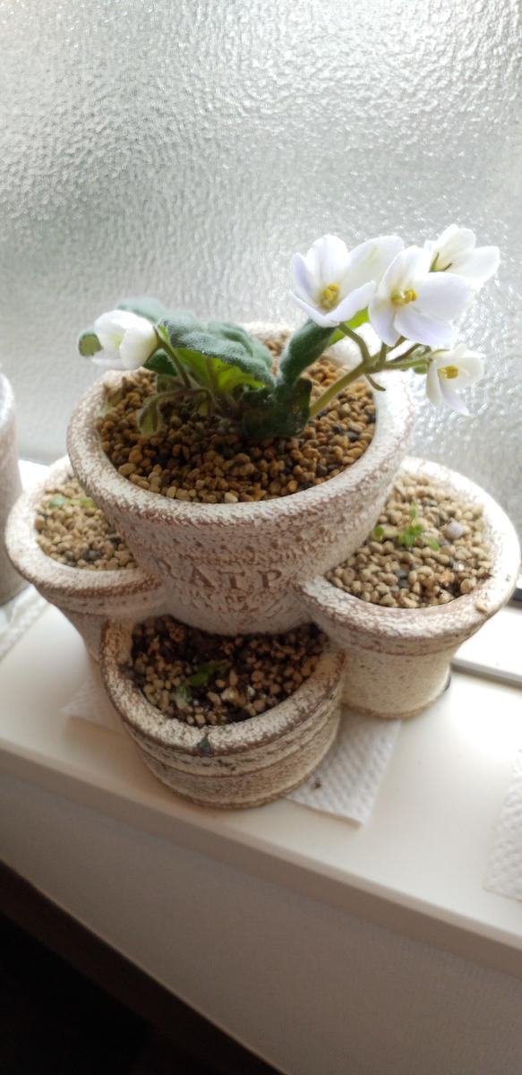 セントポーリアの植え替え｜園芸日記byJTKK｜みんなの趣味の園芸｜991231