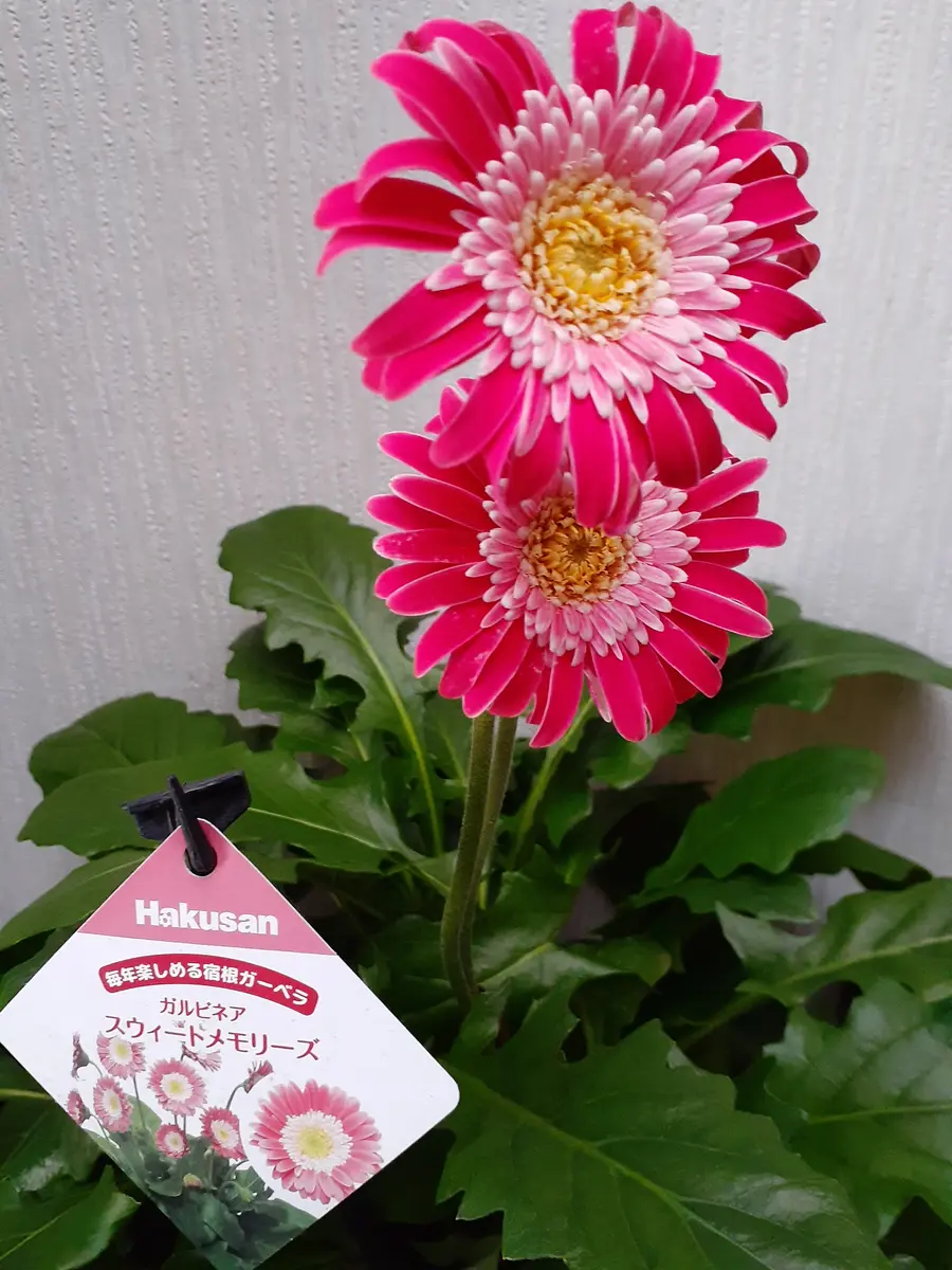 ガーベラガルビネア八重咲ピンク　　宿根草　② 宿根ガーベラ・ガルビネアスイート フェスティバル| 種・苗