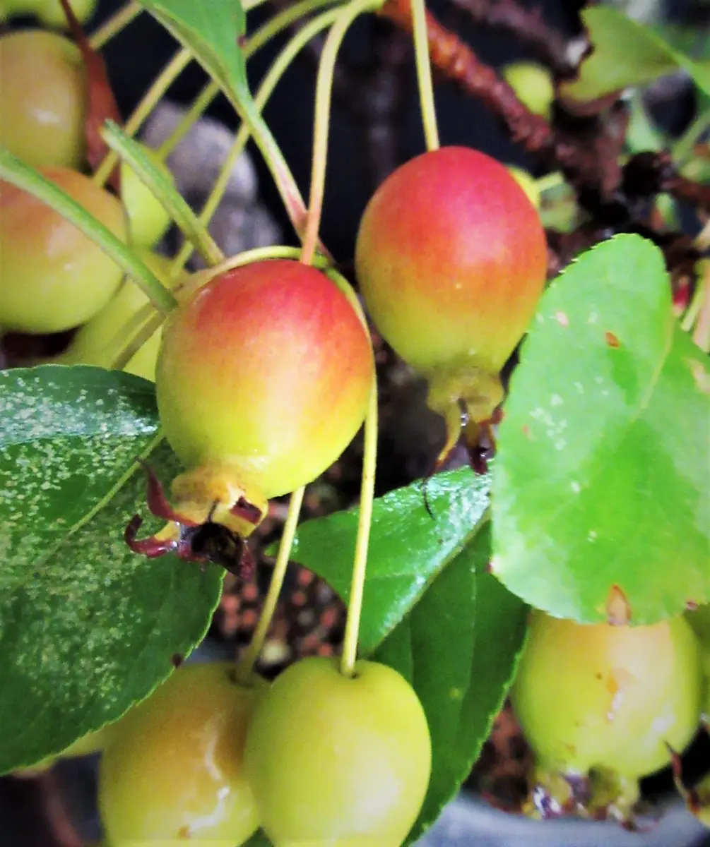 姫林檎　姫美好　鉢もかっこいいです 小盆栽づくりに、育てやすい『姫美好』ですよ。｜そだレポ（栽培