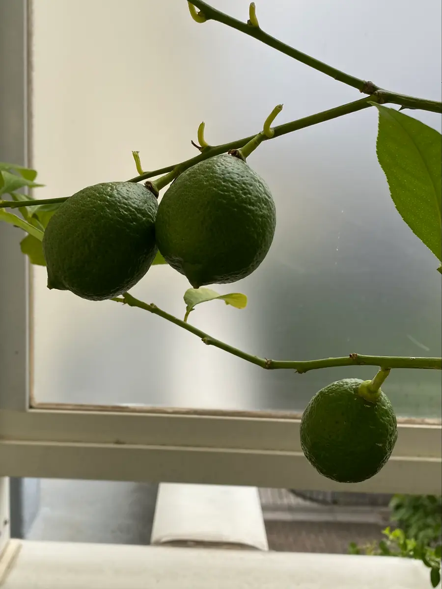 嗚呼 レモン🍋(⚠️蝶画像あり⚠️)｜園芸日記byビーコン｜みんなの