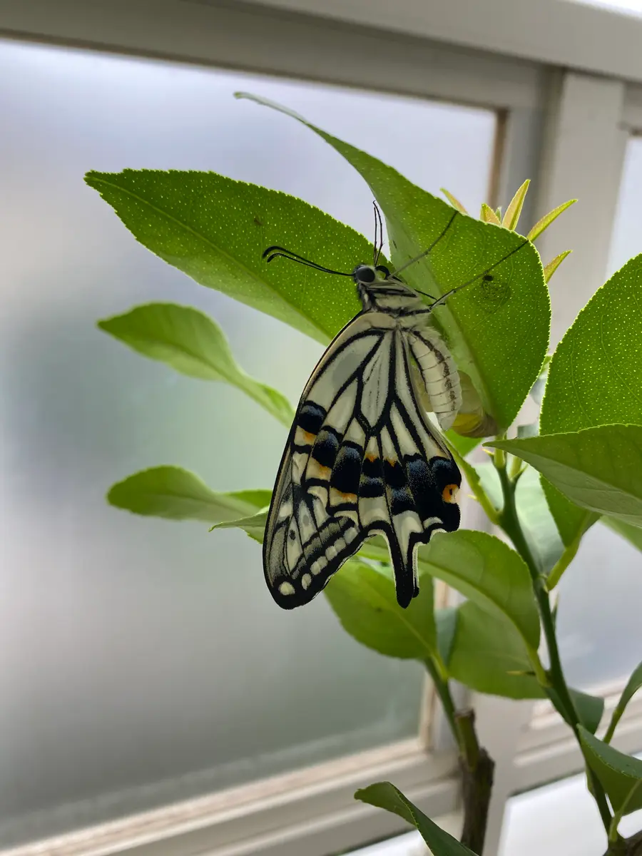 嗚呼 レモン🍋(⚠️蝶画像あり⚠️)｜園芸日記byビーコン｜みんなの