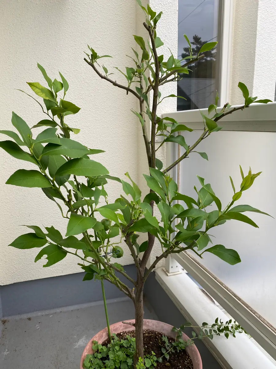 嗚呼 レモン🍋(⚠️蝶画像あり⚠️)｜園芸日記byビーコン｜みんなの