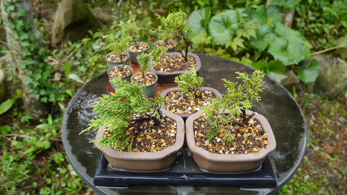 真柏盆栽　ミニ 真柏【真柏 盆栽 ミニ盆栽 鉢植】 : 盆栽妙 ヤフー店 - 通販