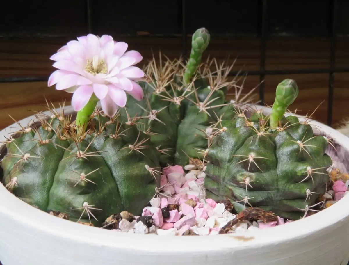 🌵サボテン麗蛇丸の花｜園芸日記byロッキー｜みんなの趣味の園芸｜992358