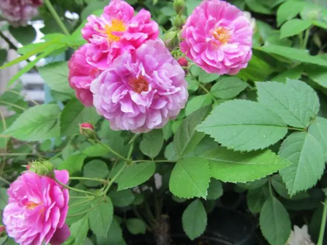 ミニバラ・スイートチャリオット咲いた。挿し木していたものから