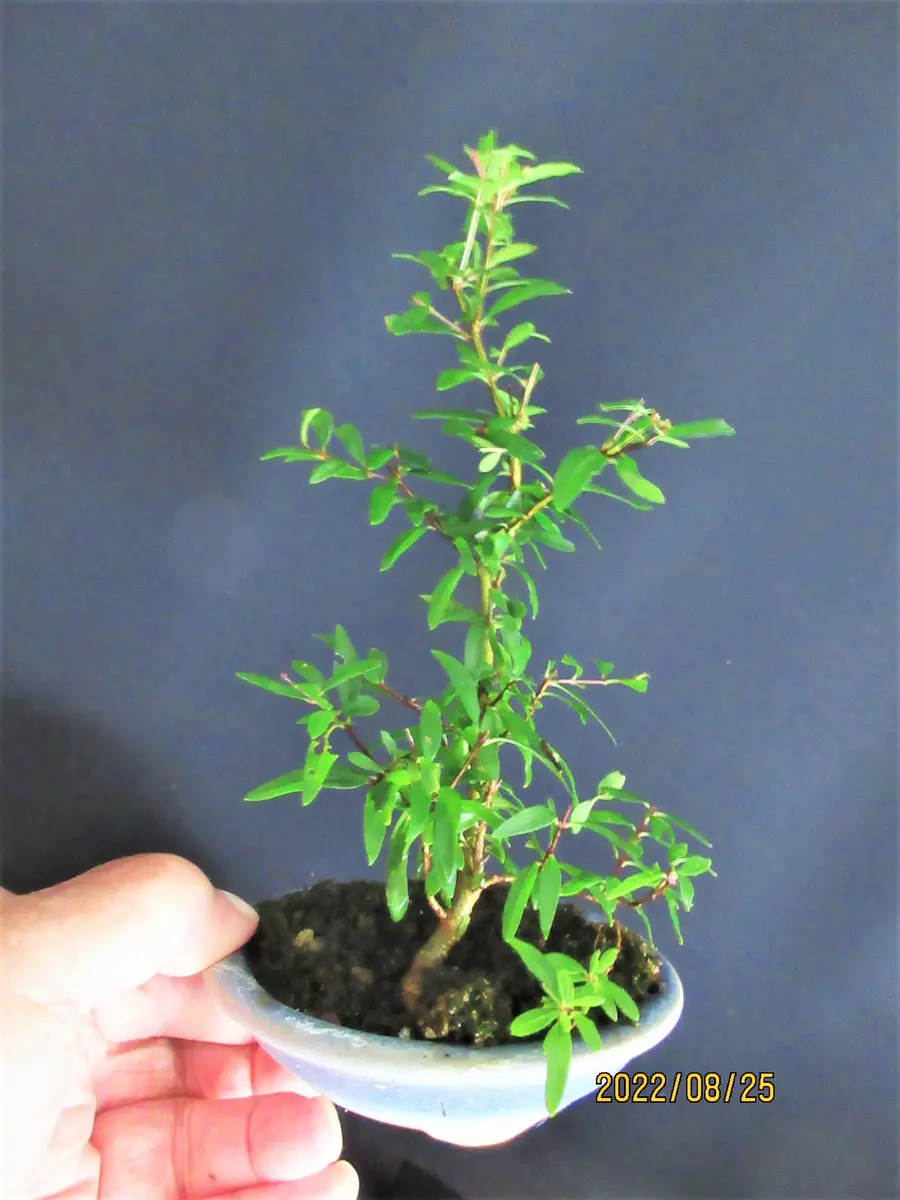 挿し木6年生「姫ザクロ』の成長ぶりはスゴイです。｜園芸日記bymeika