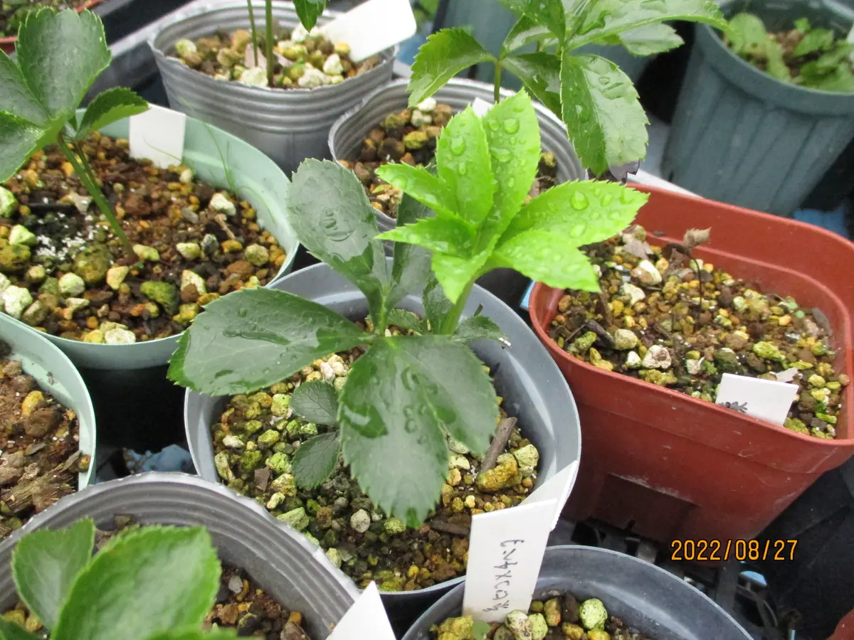 クリスマスローズの新芽｜園芸日記byみゆき｜みんなの趣味の園芸｜993312