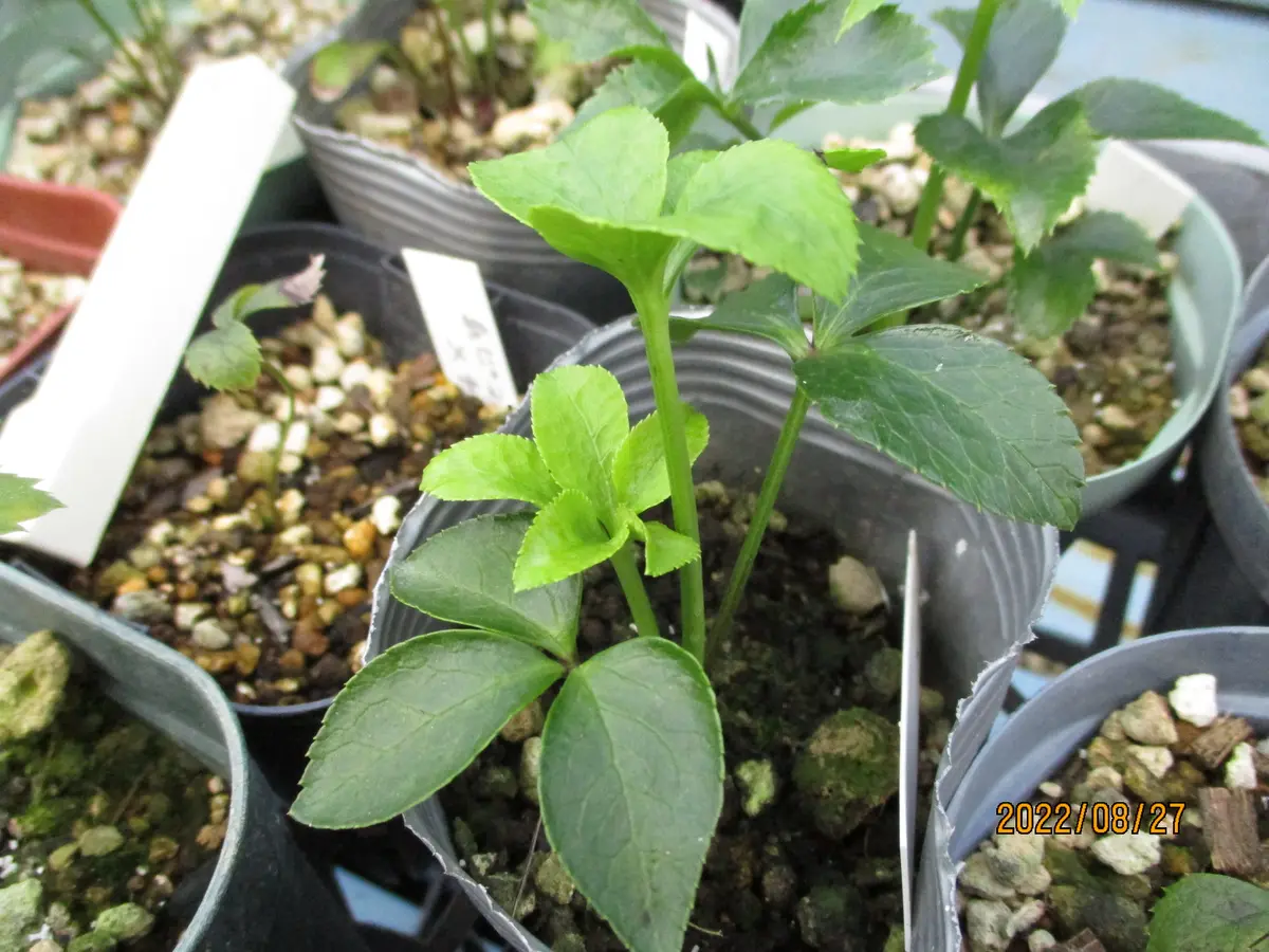 クリスマスローズの新芽｜園芸日記byみゆき｜みんなの趣味の園芸｜993312