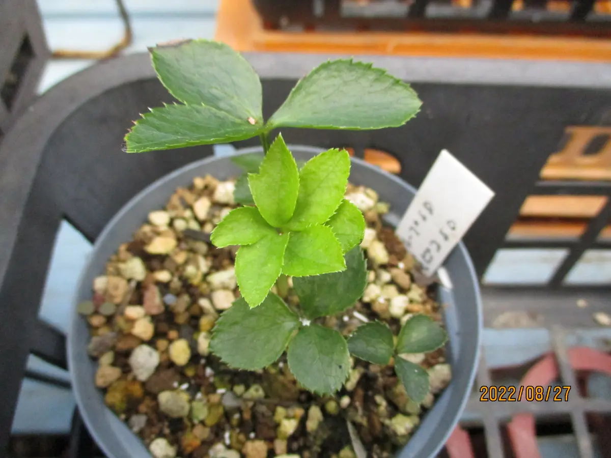 クリスマスローズの新芽｜園芸日記byみゆき｜みんなの趣味の園芸｜993312