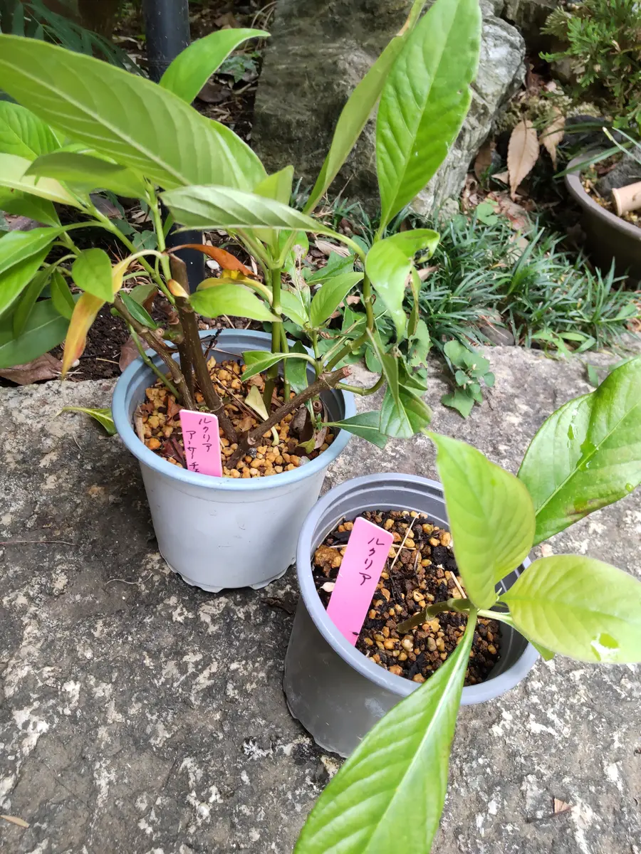 ニオイザクラの挿し木苗🌱〔写真1枚目〕-ビスケさんの日記｜みんなの