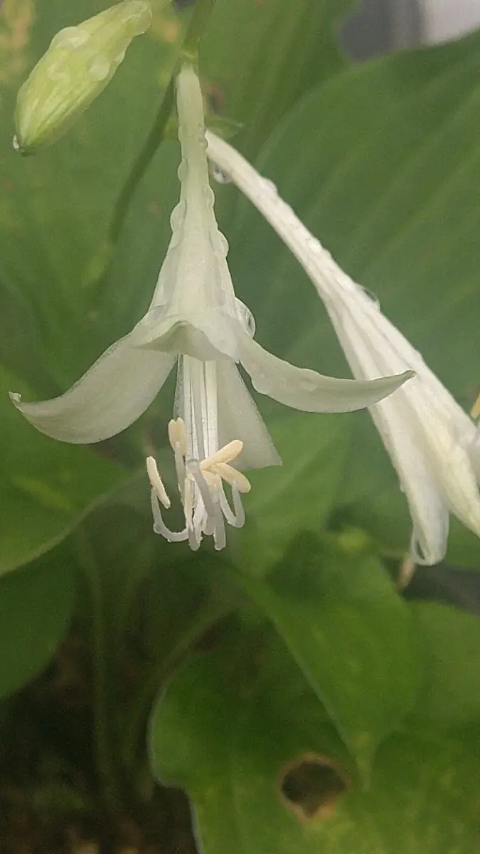 9月はギボウシで始まり、黄花💛のギボウシ｜園芸日記byドブたぬきの