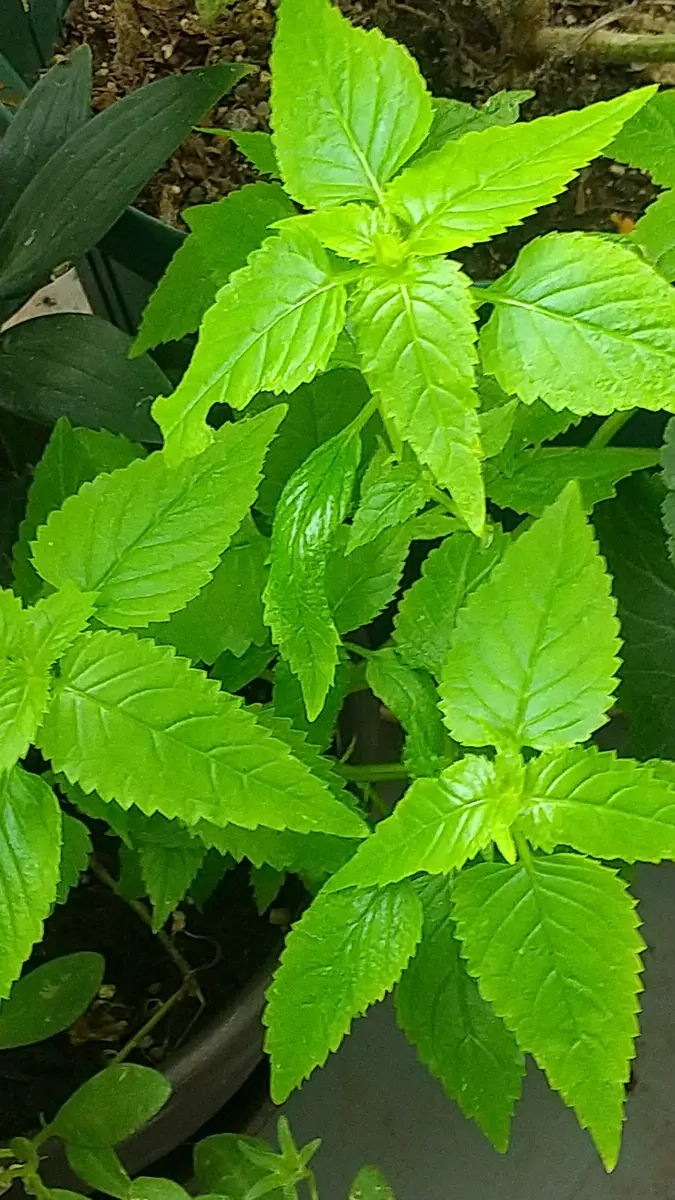 葉っぱ  観葉植物の葉っぱの魅力。葉っぱ好きが語る！｜せりぽん