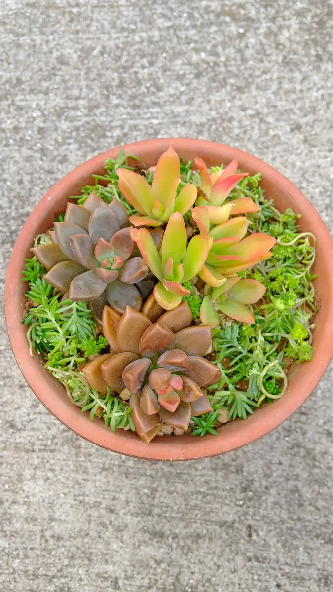 多肉植物の植え替え〜寄植え💚｜園芸日記byなかすみちゃん｜みんなの