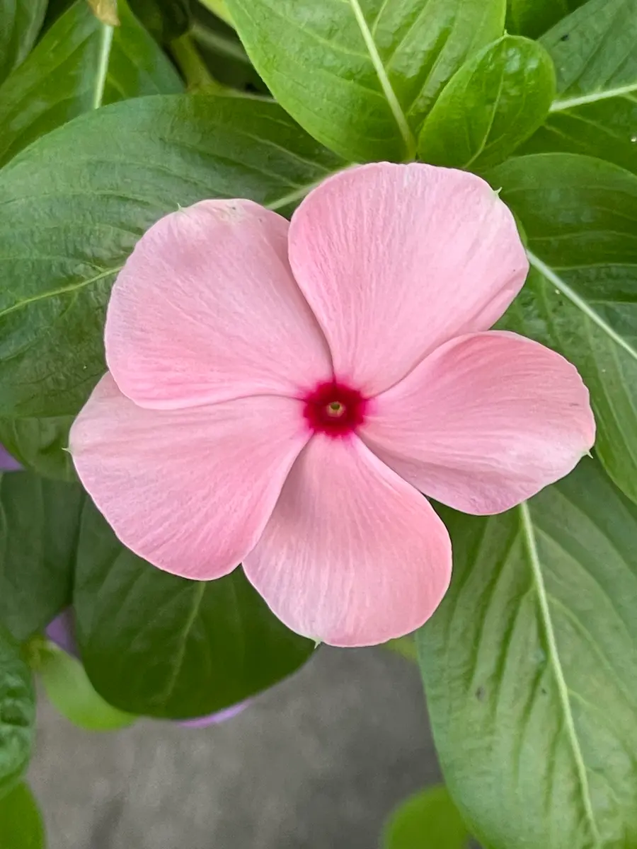 今咲いているピンク色の花｜園芸日記byカトレ｜みんなの趣味の